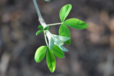 Laburnum anagyroides - štědřenec odvislý - jarní výhonky